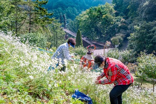 [포토뉴스]좌구산휴양랜드에서 구절초를 따는 아낙네들